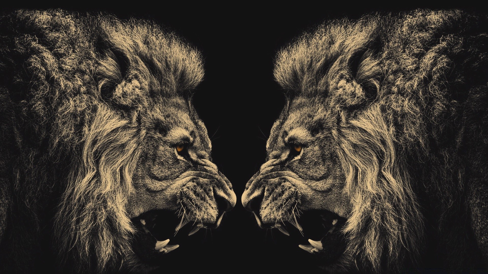 animaux mammifère lion portrait animal faune chat monochrome danger cynologue fourrure zoo chien sauvage