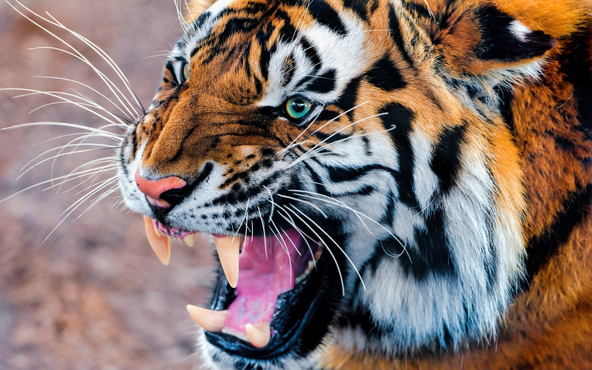 animaux tigre faune chat zoo animal mammifère prédateur safari bande sauvage mangeur de viande chasseur agression fourrure jungle en colère chasse à la recherche nature grand