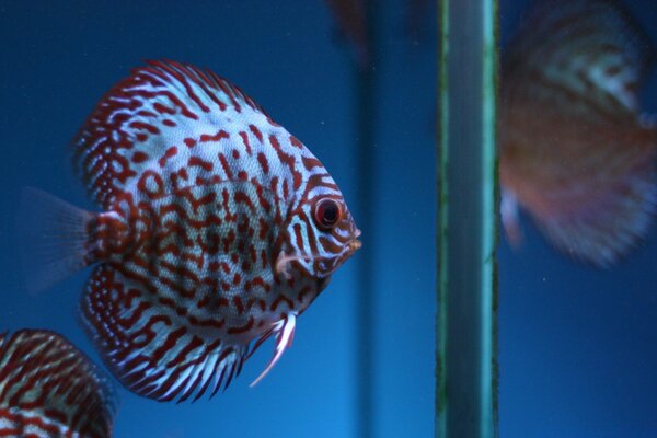 Beaux poissons blancs avec des rayures rouges