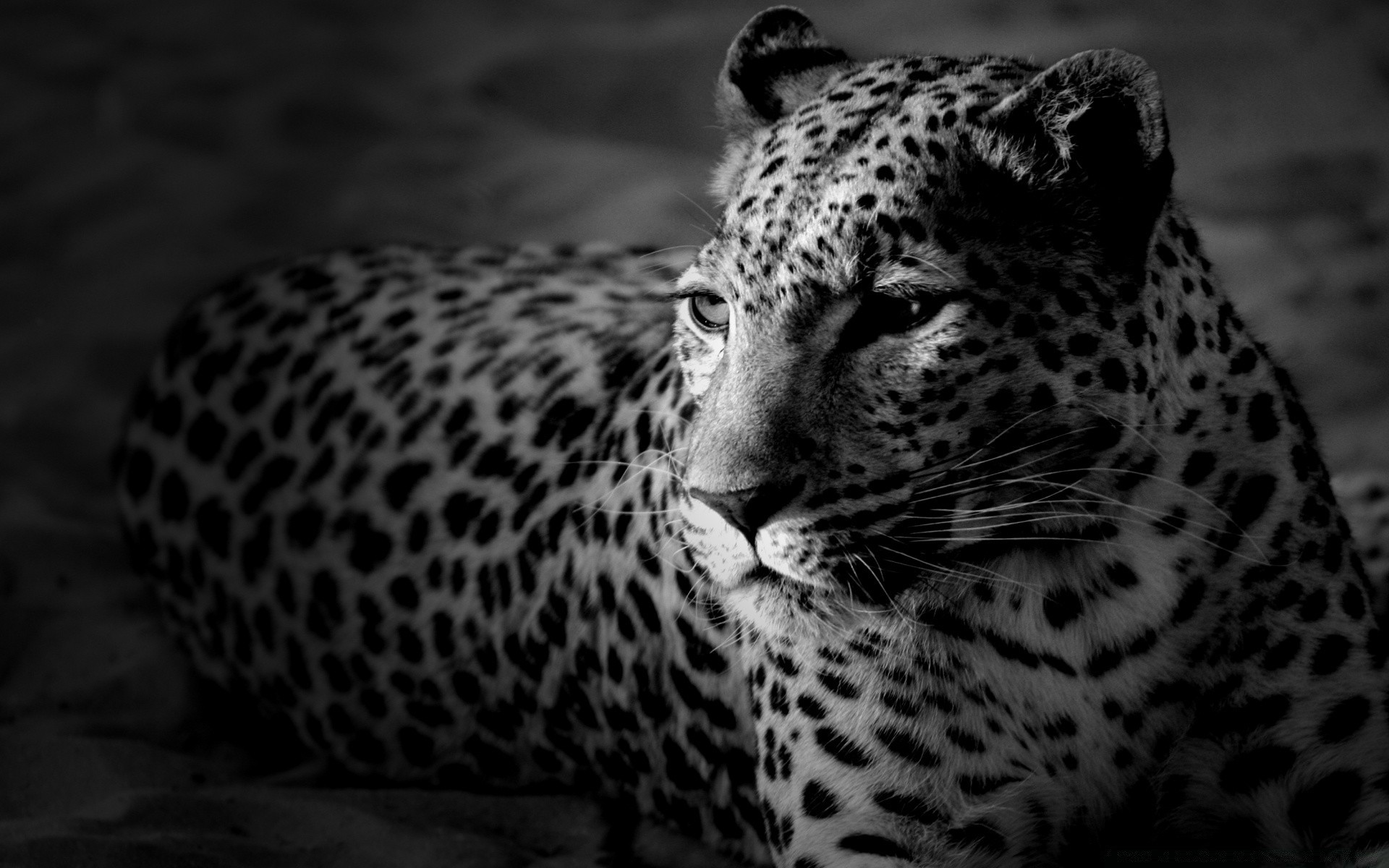 animaux chat léopard faune mammifère guépard zoo prédateur chasseur animal safari sauvage portrait nature