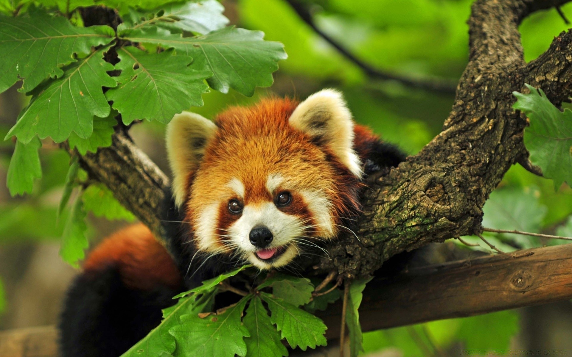 animaux la nature la faune mammifère animal sauvage mignon arbre bois jeune