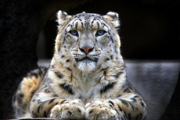 Grand chat dans l habitat naturel