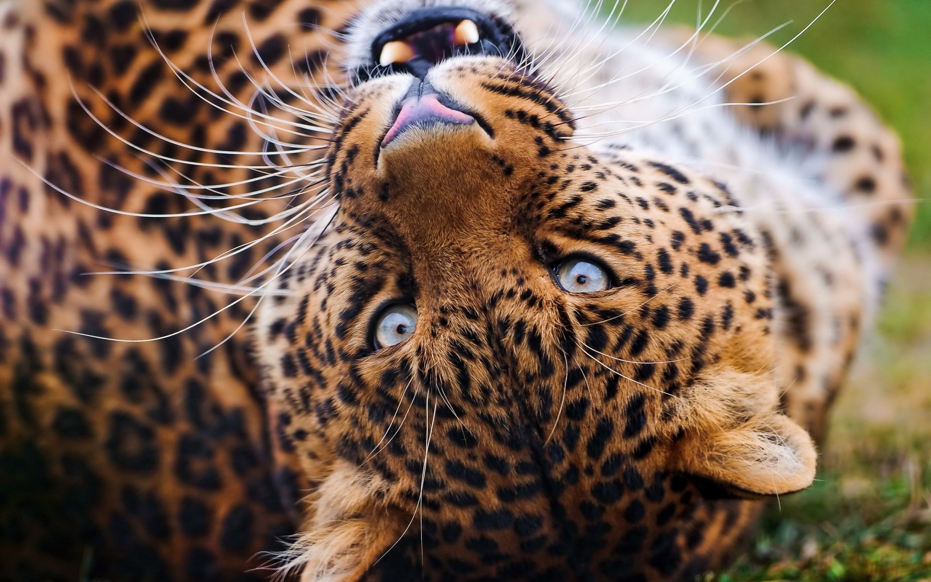 animaux faune chat mammifère léopard prédateur zoo animal nature sauvage chasseur fourrure safari mangeur de viande