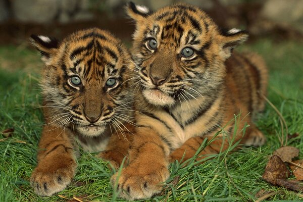 Tigres aux yeux bleus couchés sur l herbe