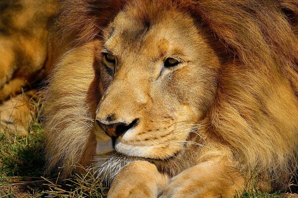 Grand Lion au repos dans la nature