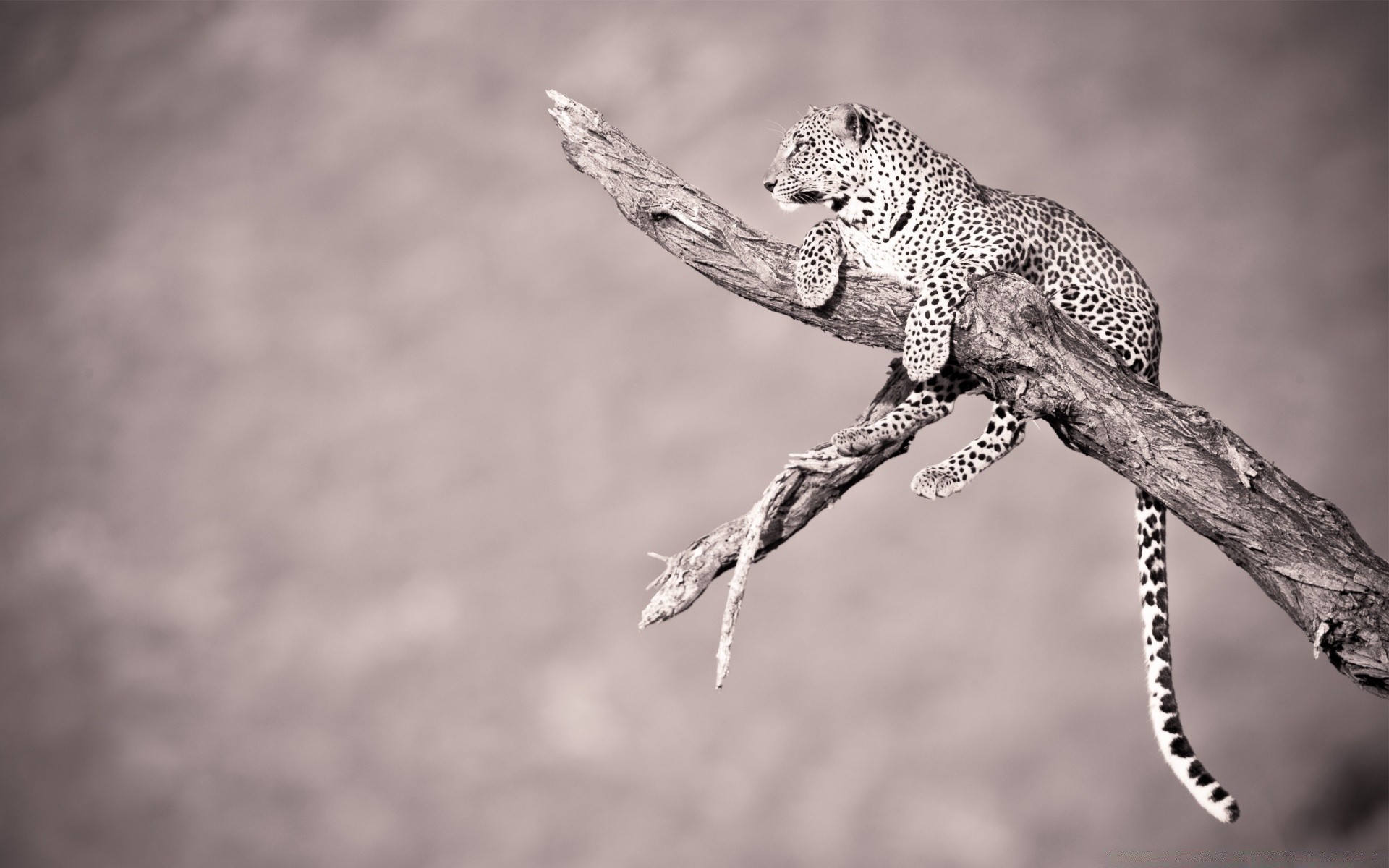 animaux faune nature animal portrait