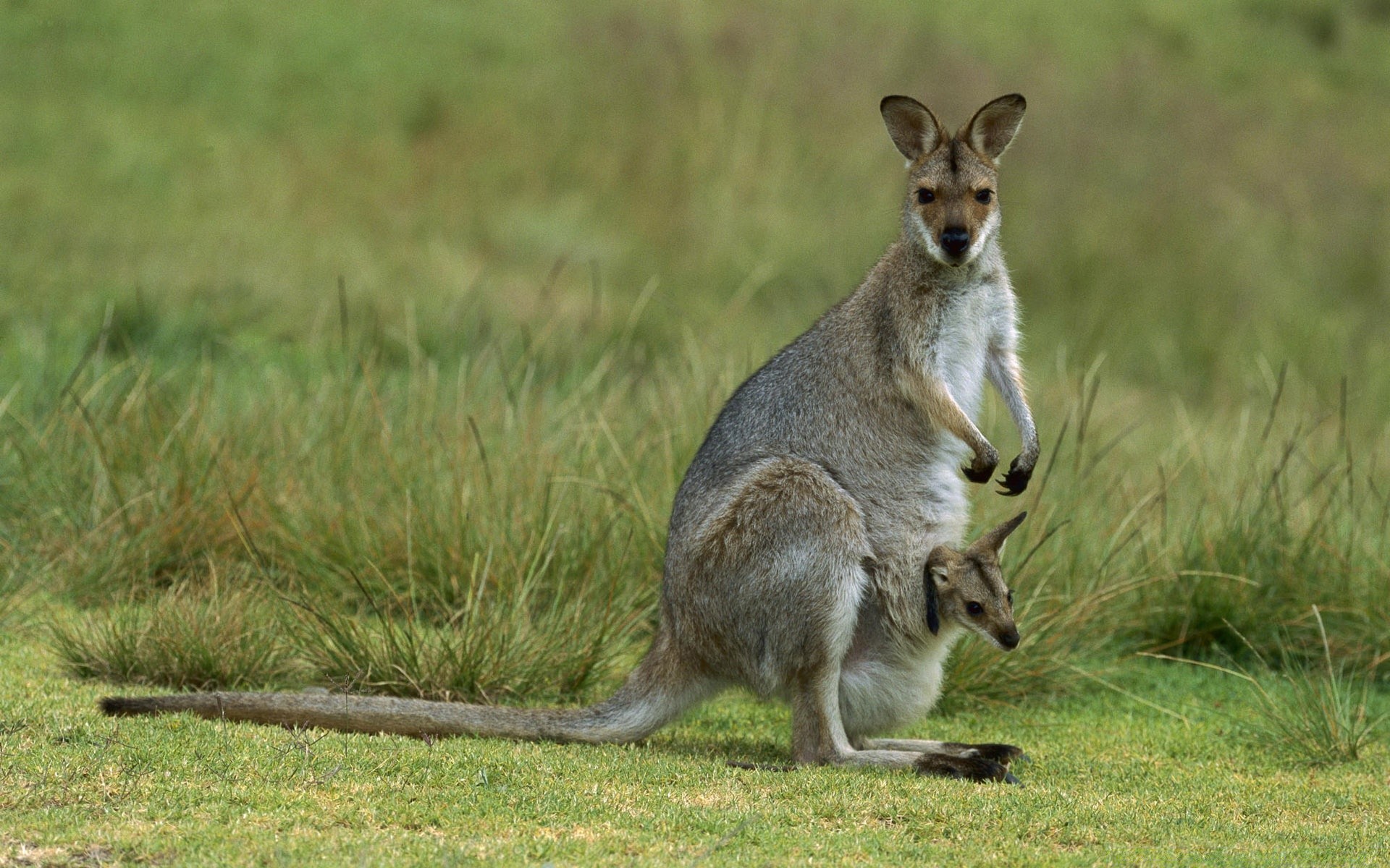 animaux la faune mammifère marsupial kangourou herbe animal wallaby sauvage nature mignon queue gris fourrure sauter portrait sac à l extérieur vue zoo