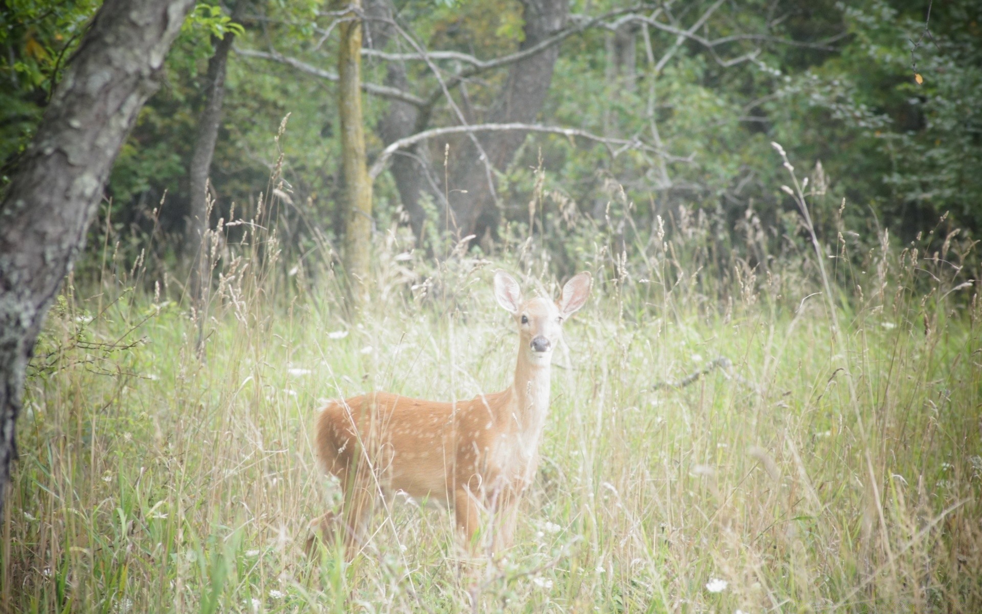 animaux nature herbe cerf animal faune bois mammifère sauvage été champ foin à l extérieur parc campagne jeune fourrure