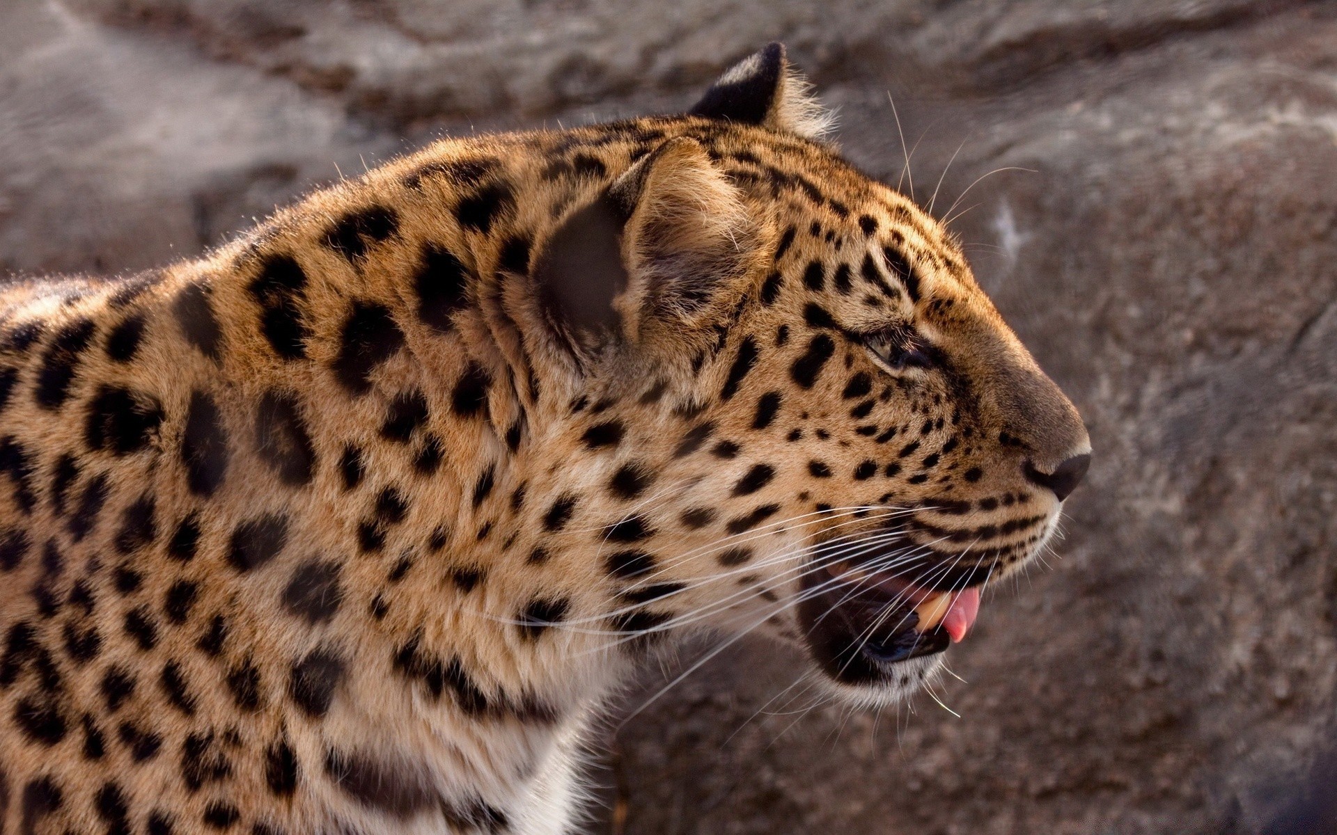animaux faune chat léopard prédateur mammifère zoo safari nature animal sauvage fourrure chasseur danger grand mangeur de viande