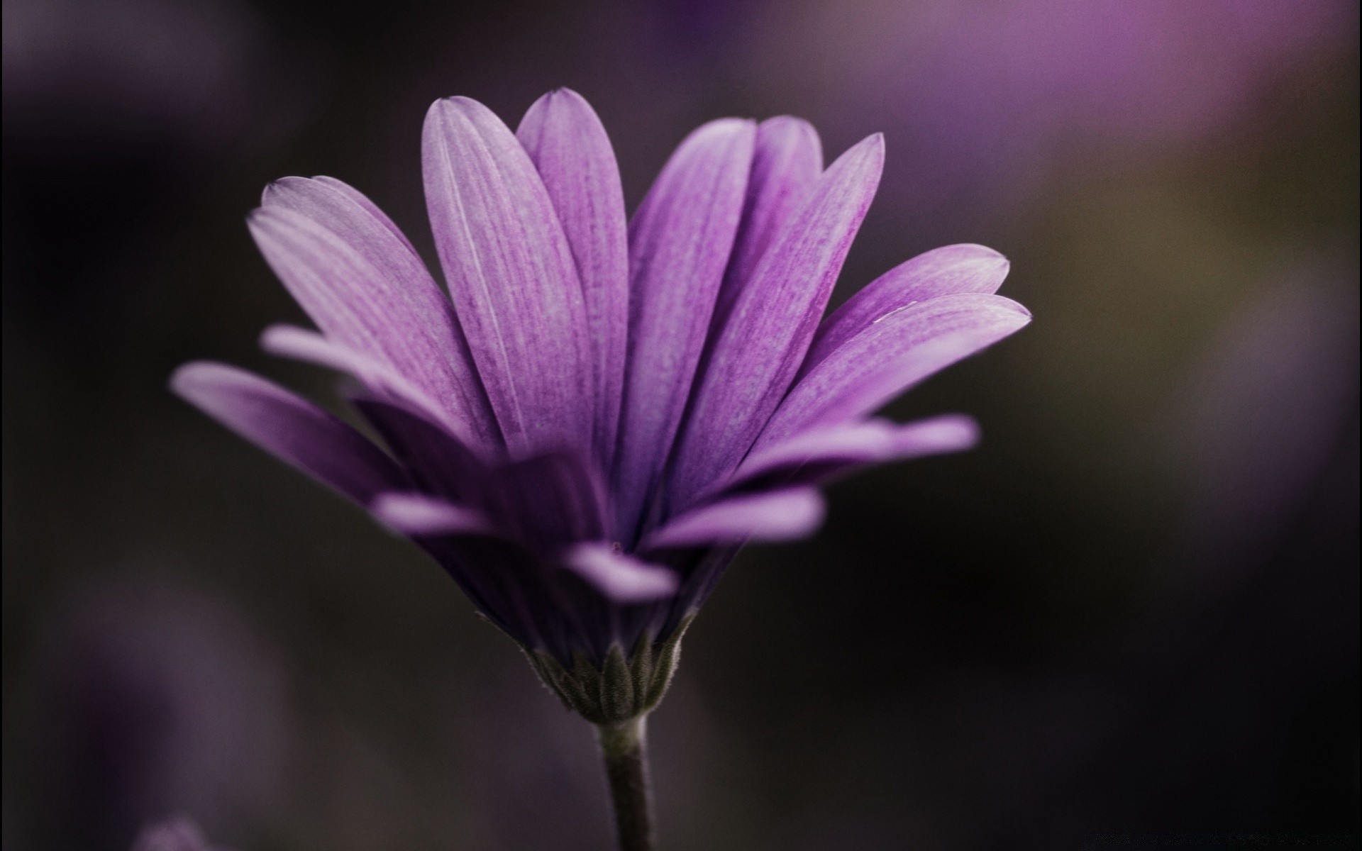 macro nature fleur flore jardin été pétale bluming feuille lumineux couleur floral croissance délicat