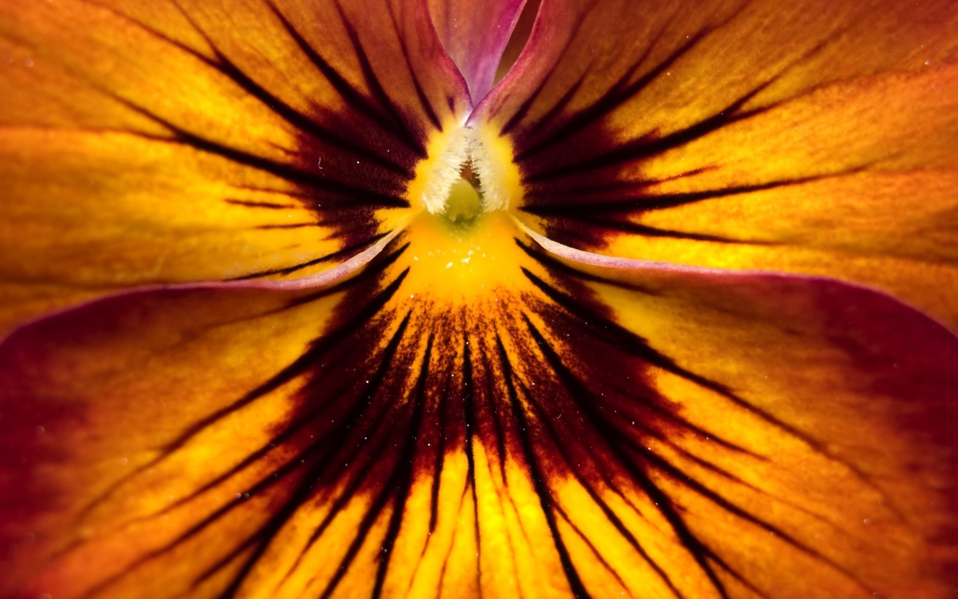 macro fleur nature couleur lumineux flou