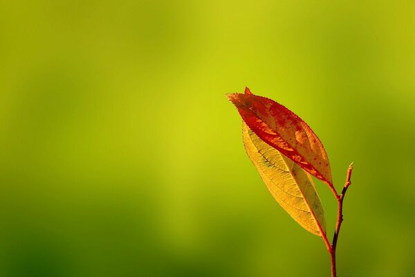Deux feuilles d automne sur une brindille sur fond vert