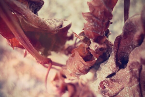 Image de la nature à l aide de la photographie macro