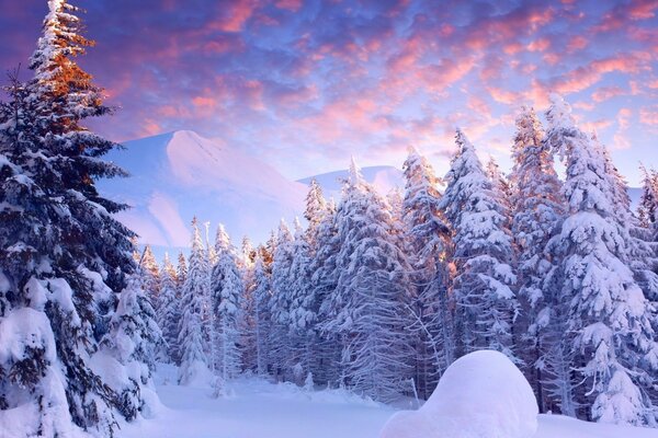 Arbre de Noël enveloppé de neige dans la forêt froide