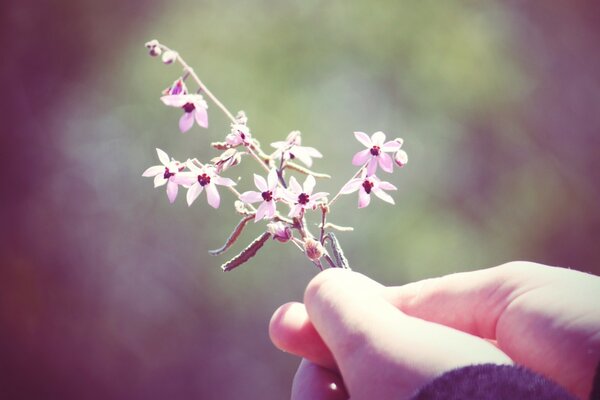 Petites fleurs dans la main d un homme