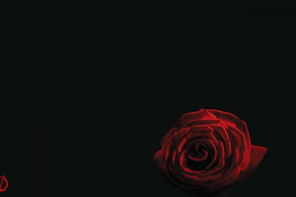 Fleur rose rouge sur fond noir