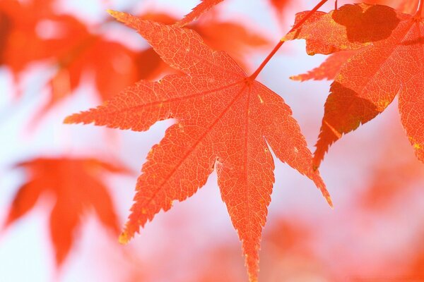 Automne, feuille d érable brillante