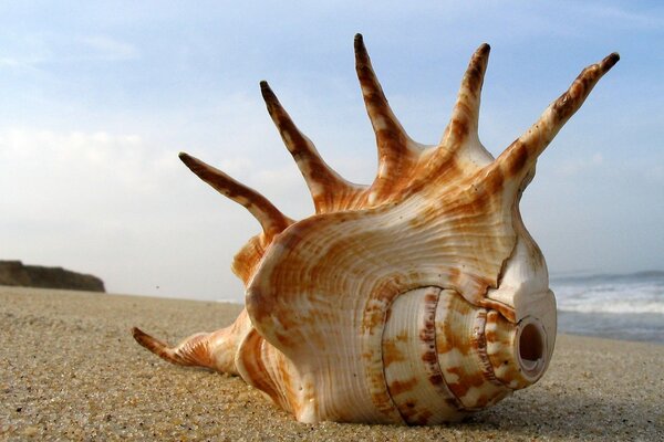 Photo de coquillages sur le sable sur fond de mer