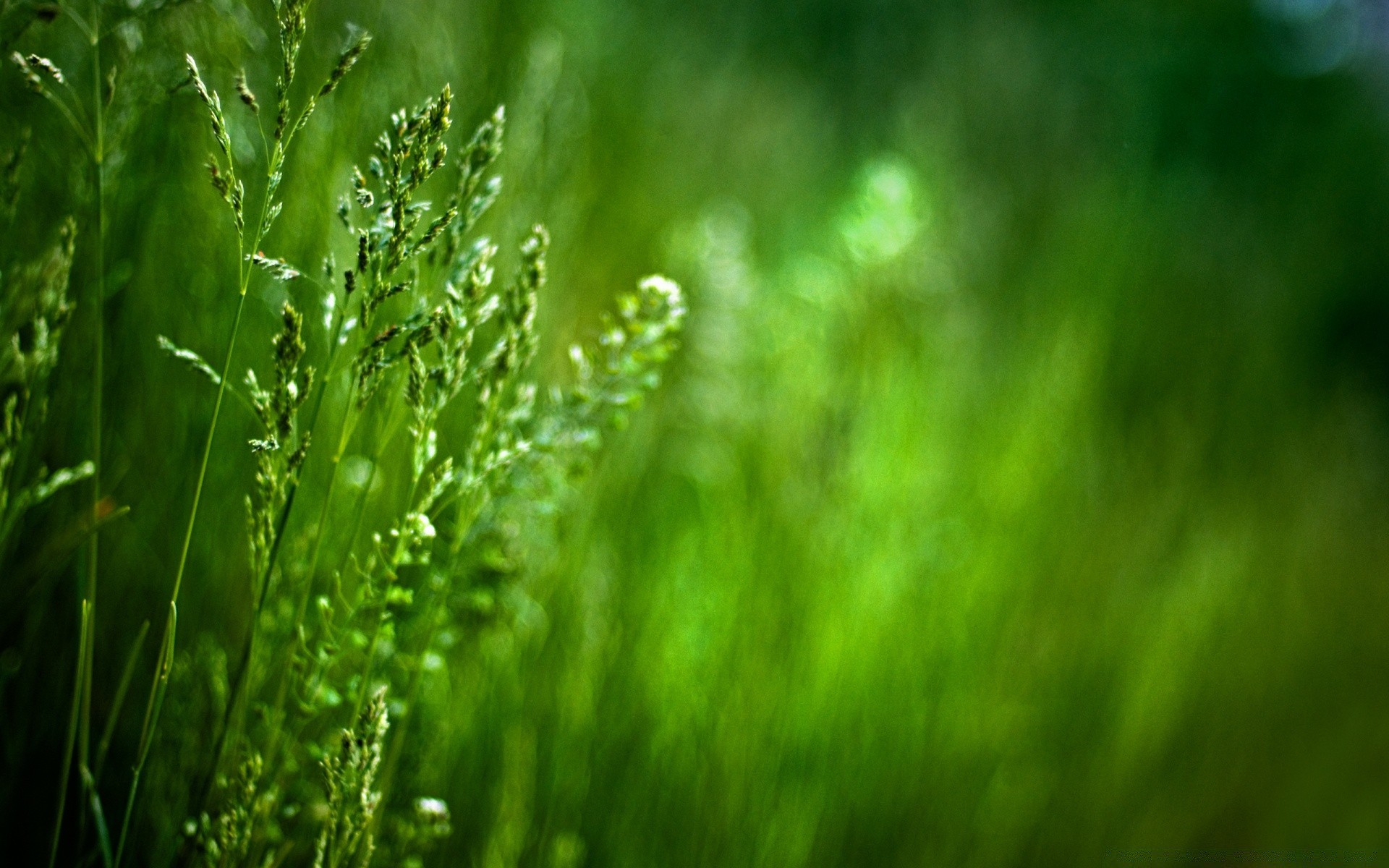 macro herbe feuille croissance nature rosée pluie luxuriante flore flou été aube jardin extérieur chute pelouse environnement beau temps lumineux soleil