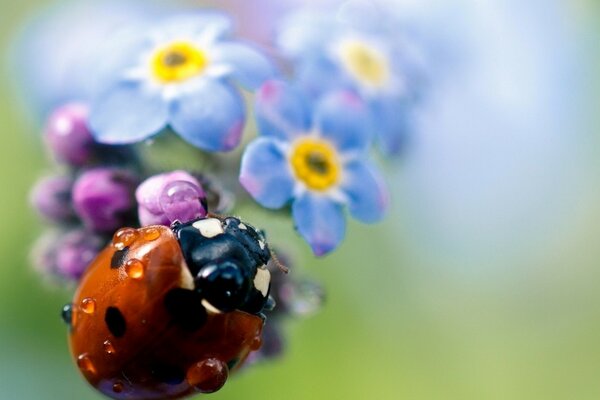 Coccinelle sur la fleur