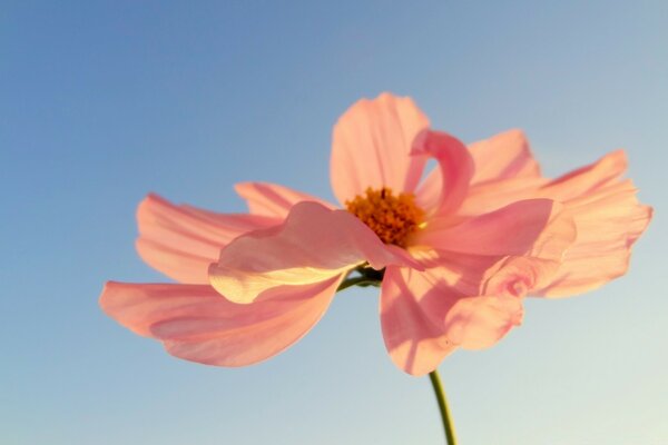 Pétales roses au soleil