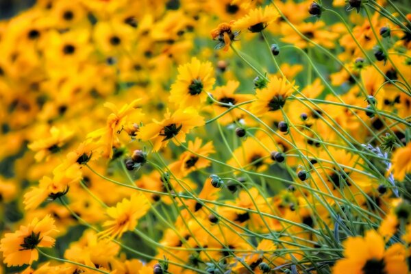 Champ de fleurs jaunes dans la nature