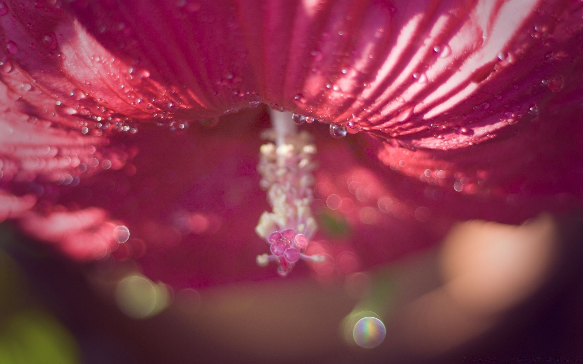 macro fleur nature couleur résumé été rosée pluie chute belle lumineux flore jardin eau flou humide bureau lumière art