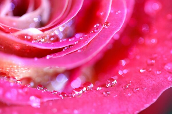 Rosée fraîche sur les pétales de rose écarlate