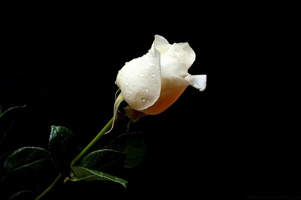 Belle rose blanche
