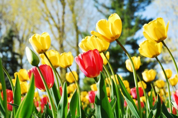 Champ de Tulipes jaunes et rouges