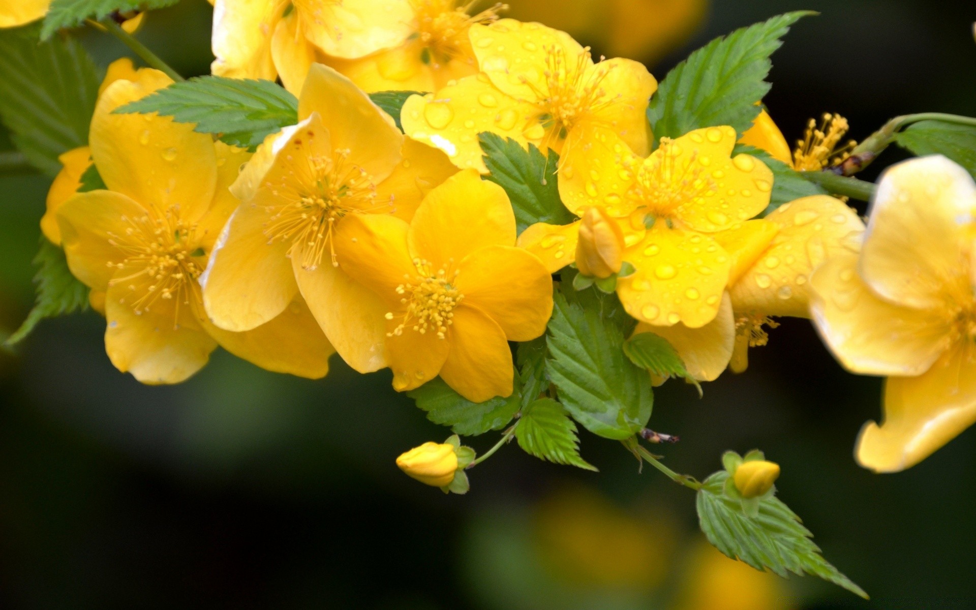 fleurs feuille nature flore fleur jardin été croissance floral bluming lumineux saison couleur pétale à l extérieur branche gros plan