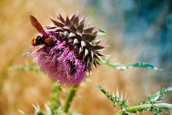 Abeille assise sur une fleur de bardane