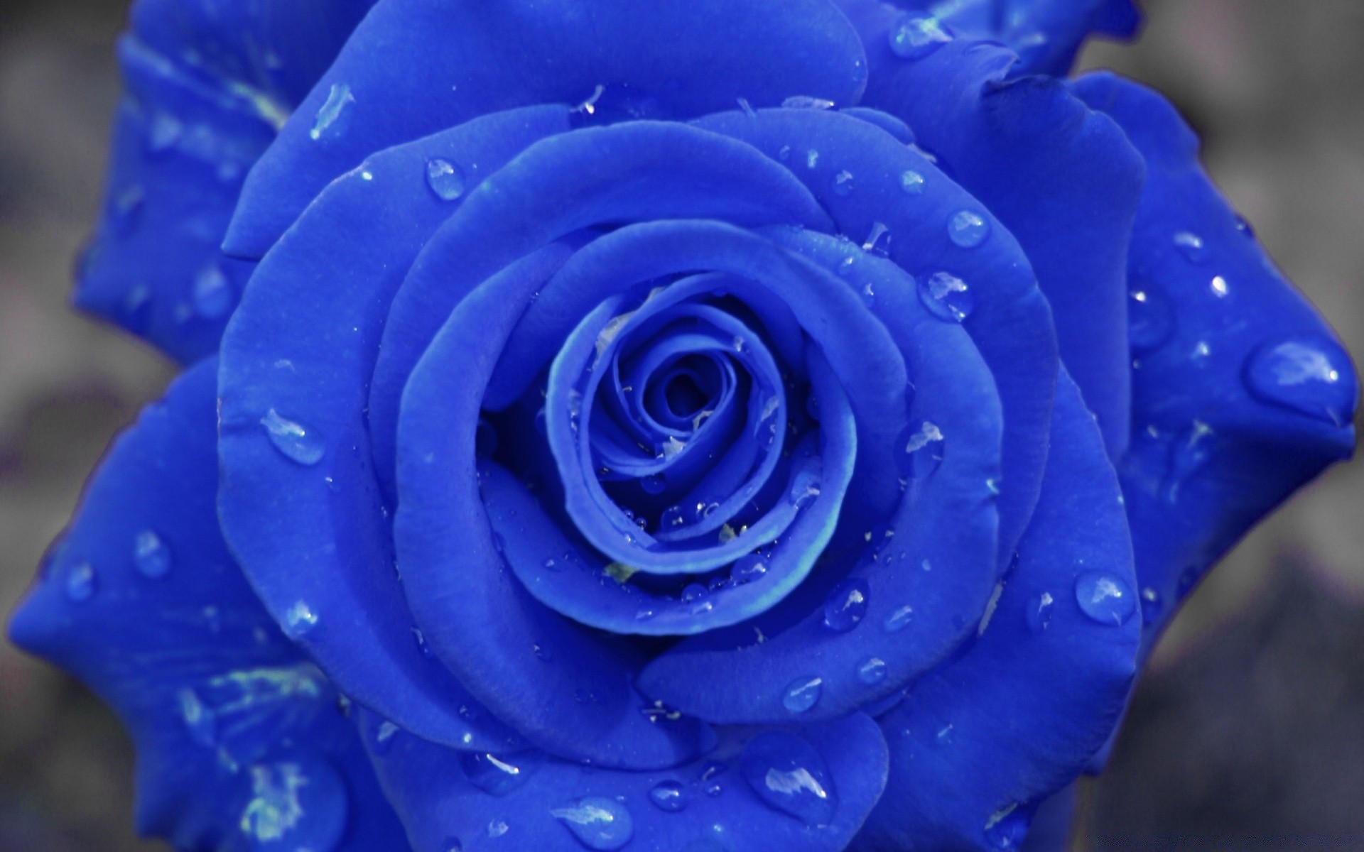 fleurs fleur pétale rose bluming nature floral romance rosée amour délicat romantique parfum flore jardin botanique mariage bouquet cadeau anniversaire