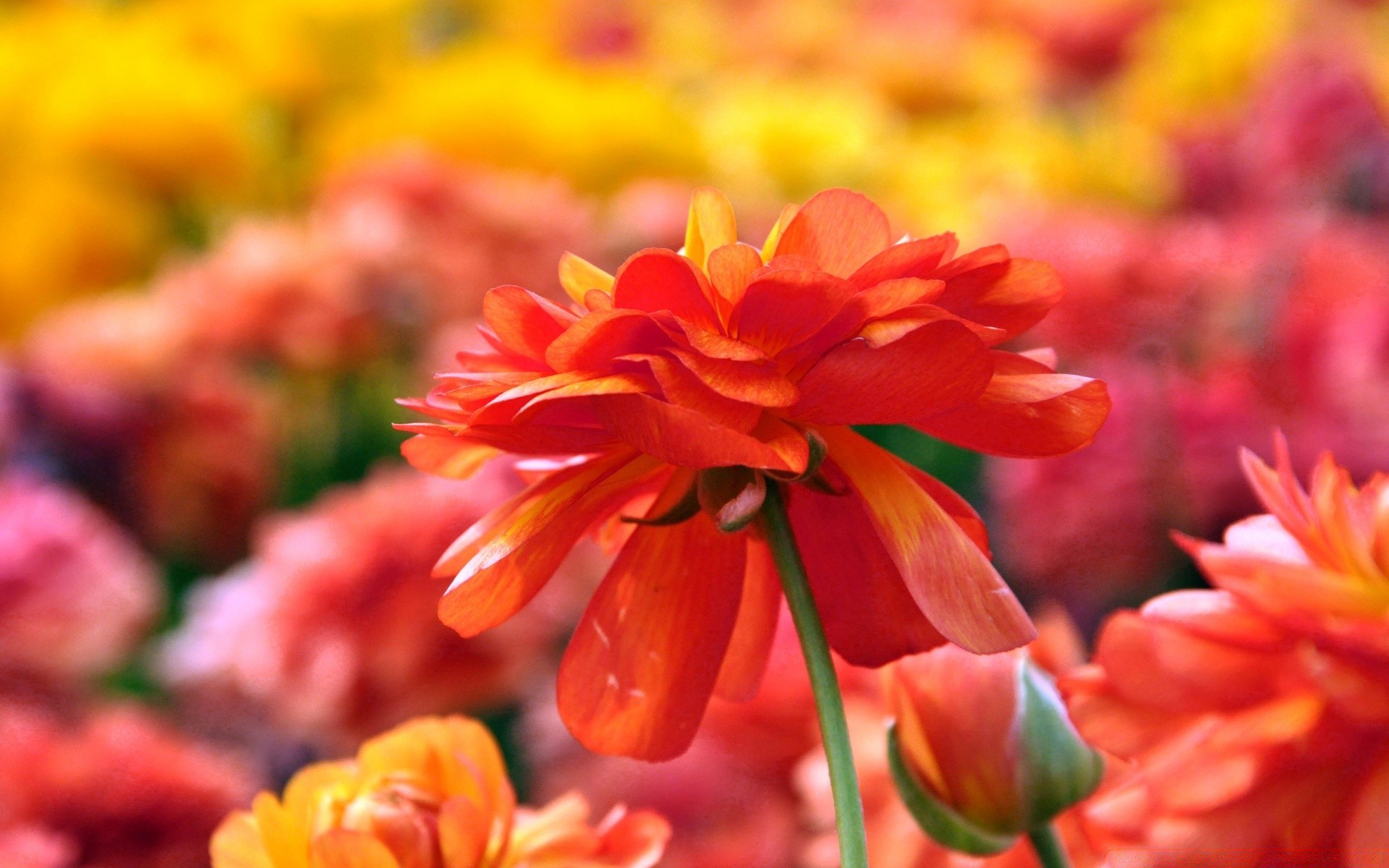 fleurs nature fleur flore jardin couleur feuille lumineux pétale saison bluming été floral beau gros plan croissance lumineux flou