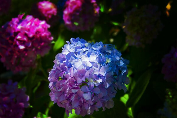 Quand la nature joue avec les couleurs