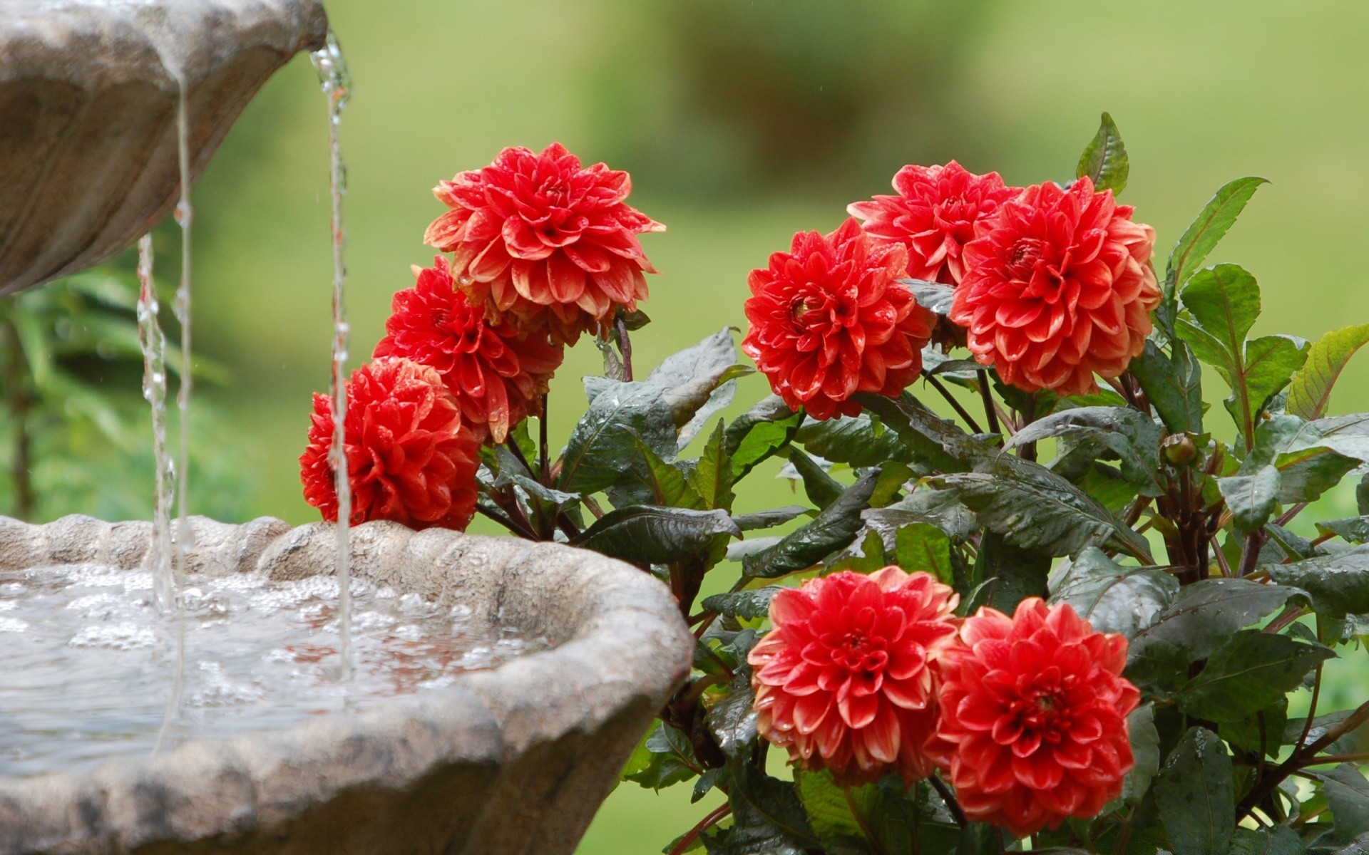 fleurs nature jardin fleur flore feuille été floral bluming à l extérieur couleur gros plan belle rose tête pétale
