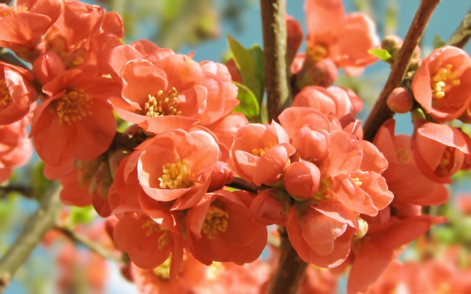 fleurs nature fleur branche jardin flore arbre feuille à l extérieur croissance bluming saison été lumineux pétale cerise gros plan