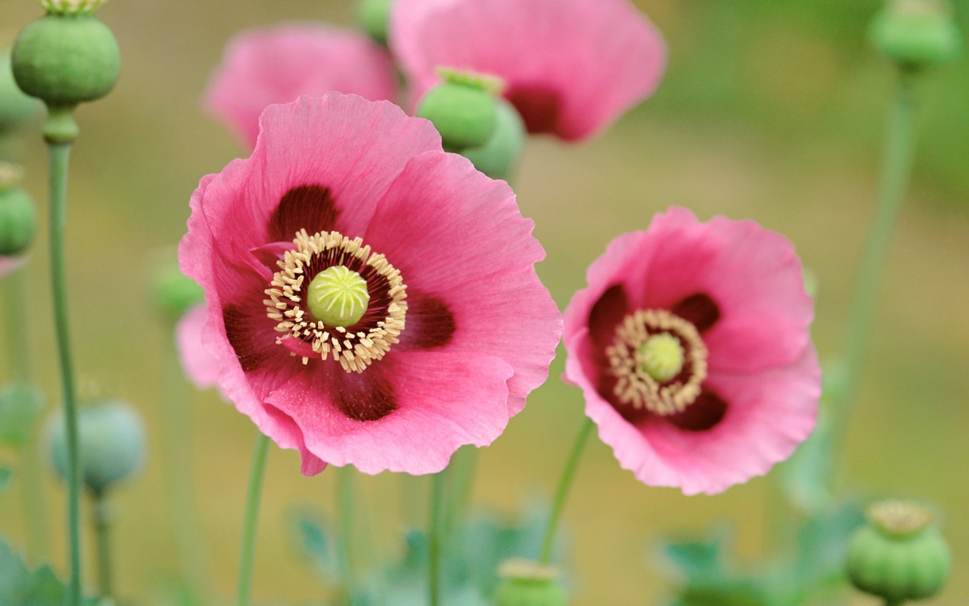 fleurs fleur nature flore été floral lumineux feuille bluming jardin gros plan pétale couleur croissance à l extérieur cosse pollen sauvage belle poppy