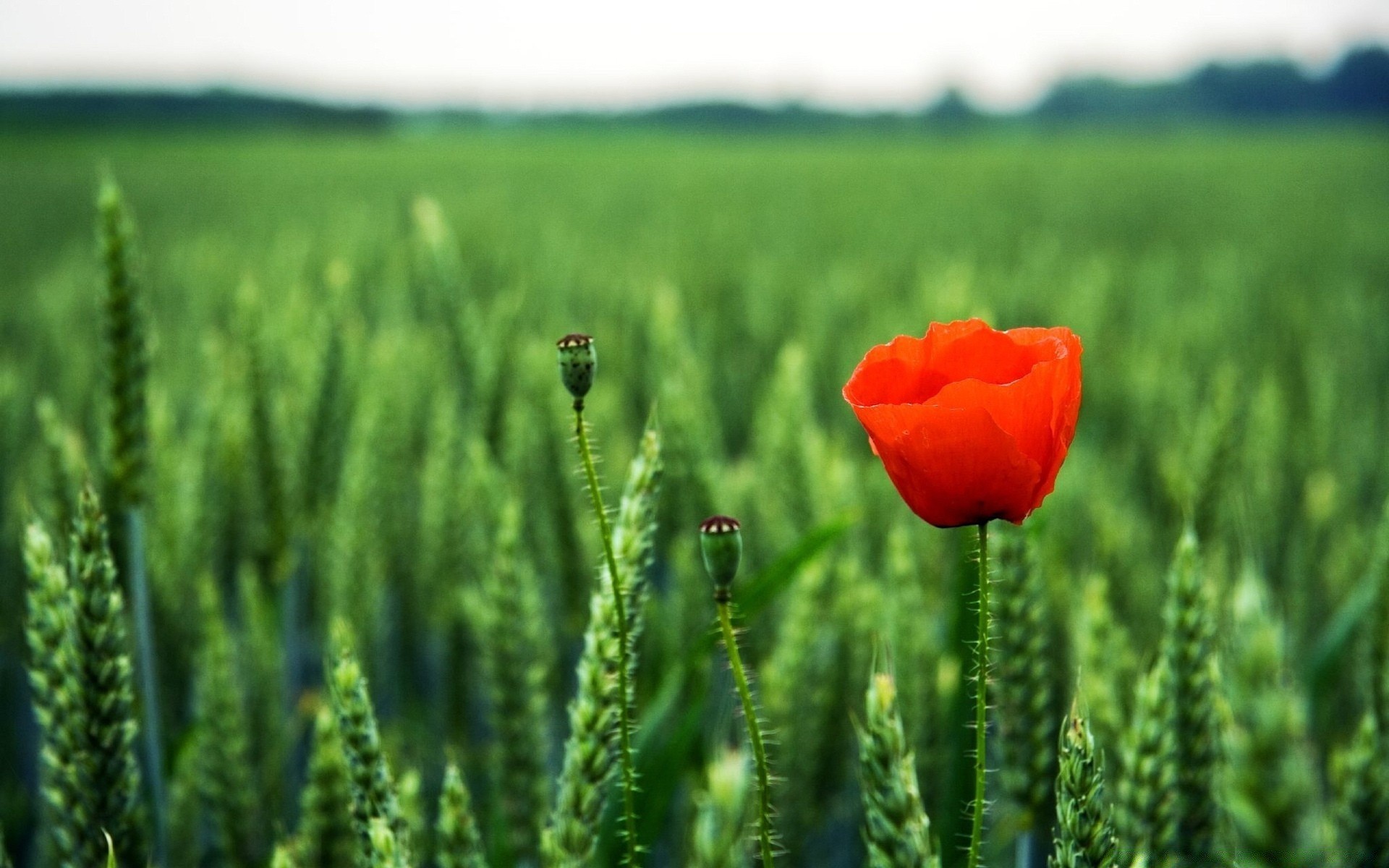 fleurs nature champ rural agriculture été à l extérieur la croissance pâturage herbe fleur beau temps ferme campagne soleil flore poppy flocons paysage grandir