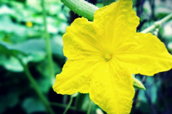 Une fleur jaune comme une étoile