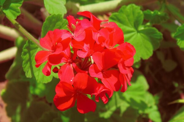 Fleur rouge vif avec des feuilles vertes