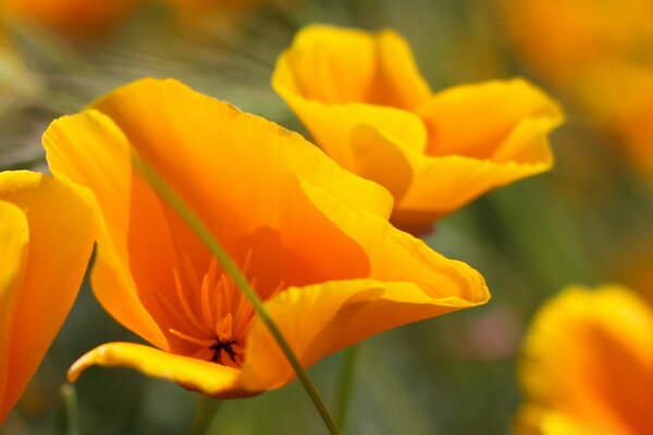Beauté orange au soleil
