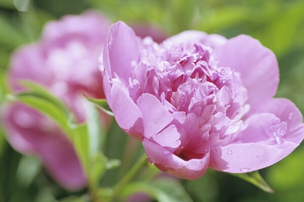 Pivoines fleur délicate est adorable