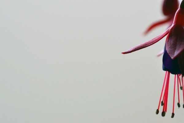 Fleur avec de longues étamines rouges