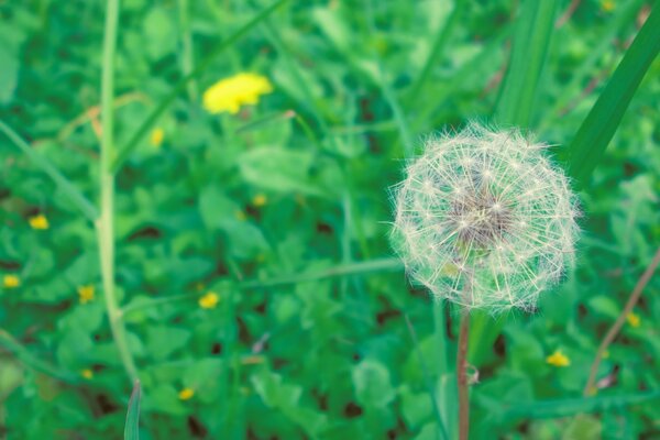 Macro de fleur de pissenlit dans le champ