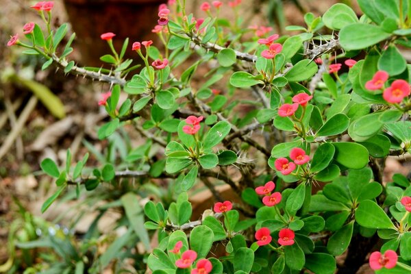 Fleurs rouges. Fleurs des champs. Buisson