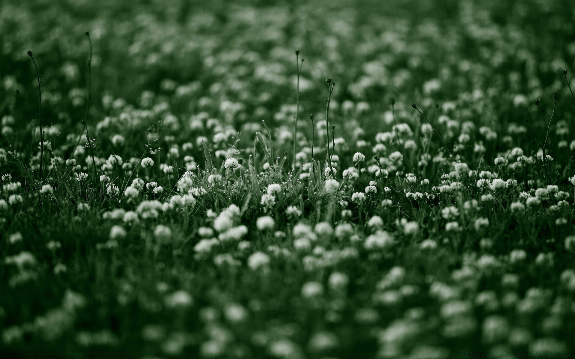 fleurs champ herbe foin nature saison fleur flore rural à l extérieur couleur ferme croissance feuille agriculture pelouse bureau texture sol été