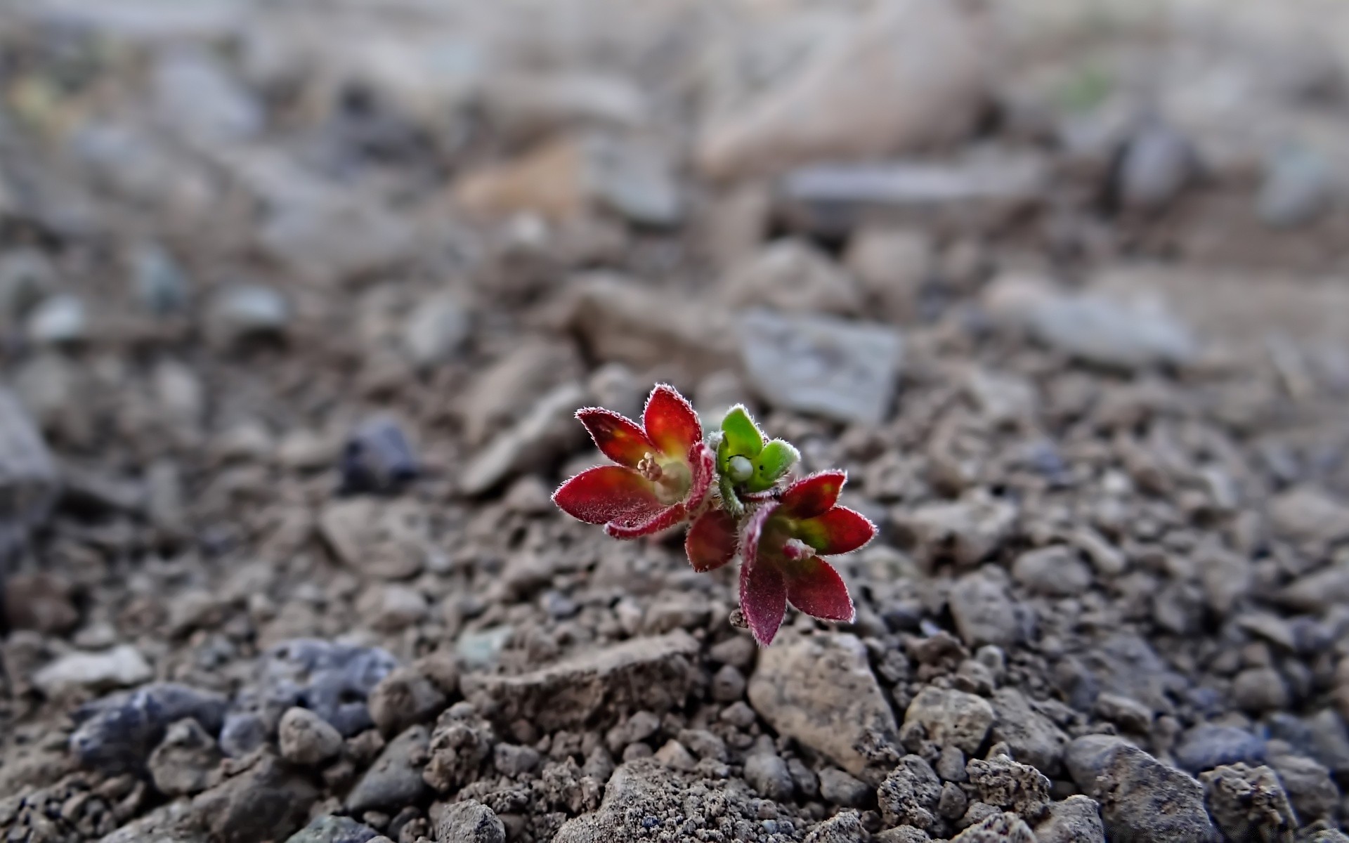 fleurs nature terre sol à l extérieur été sphérique petit feuille flore gros plan