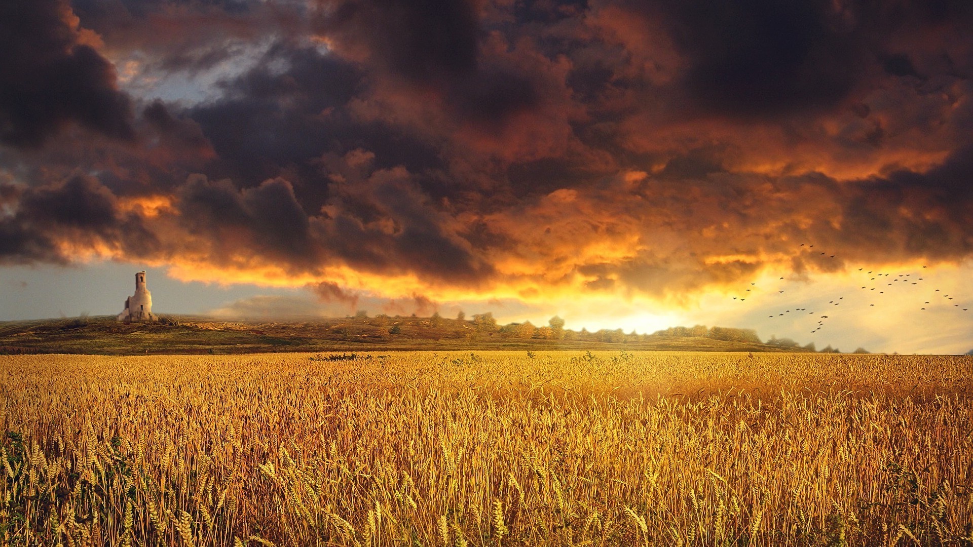 coucher de soleil et l aube blé céréales coucher de soleil maïs rural aube pâturage agriculture récolte soleil terres cultivées ciel campagne champ à l extérieur nature pain paysage terres agricoles