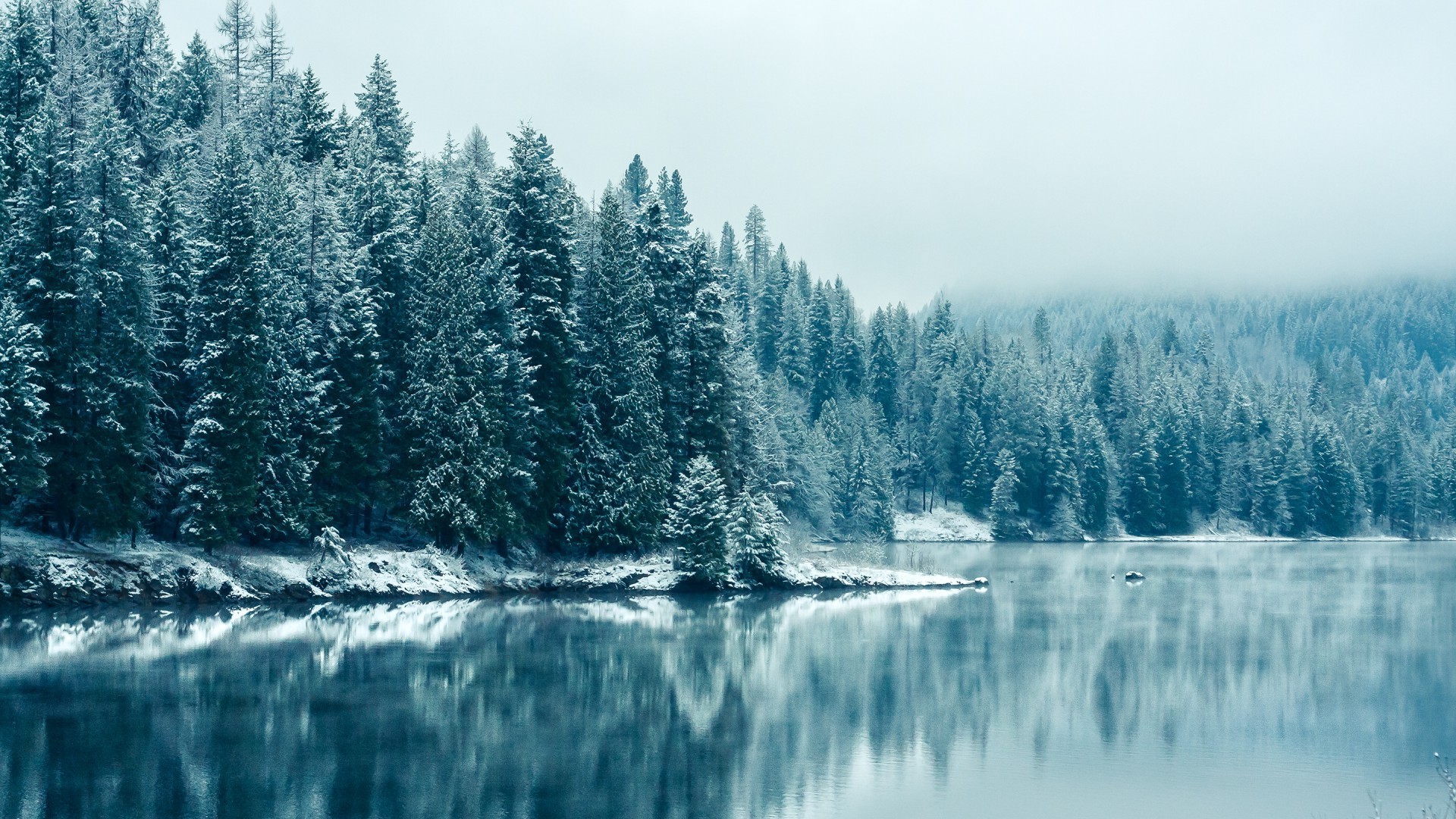 forêt neige bois nature paysage montagnes scénique hiver bois froid sauvage à l extérieur conifères evergreen